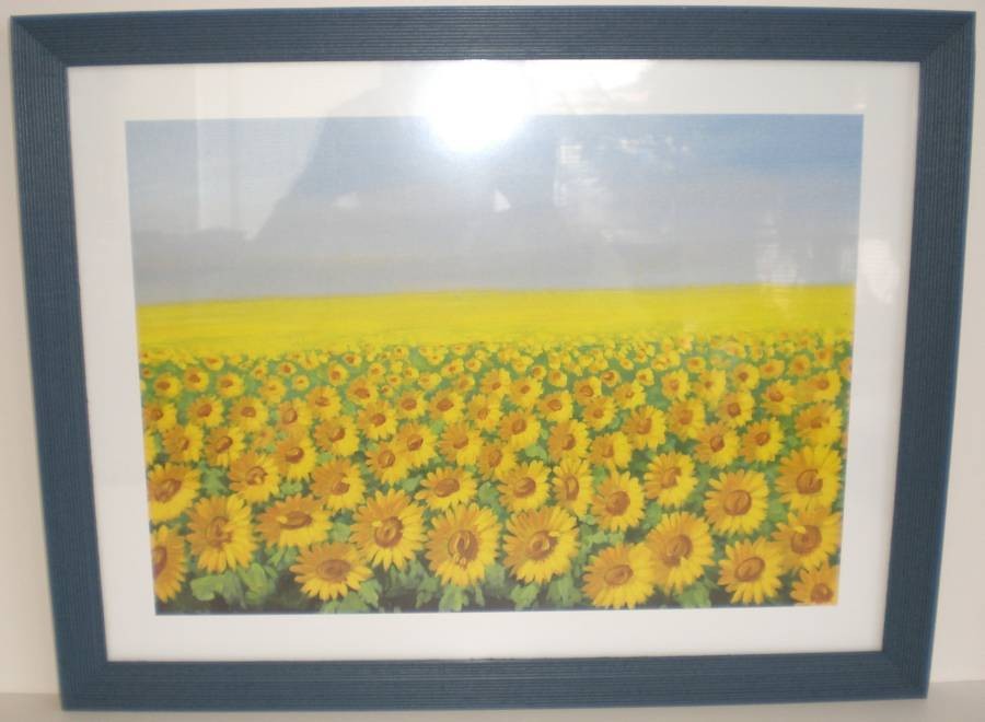 Bild "Sonnenblumenfeld"